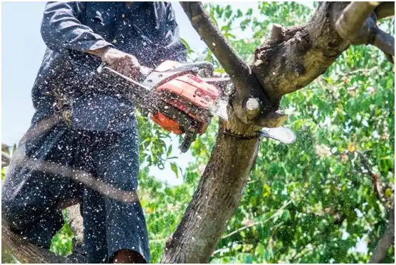 tree services Lauderdale Lakes